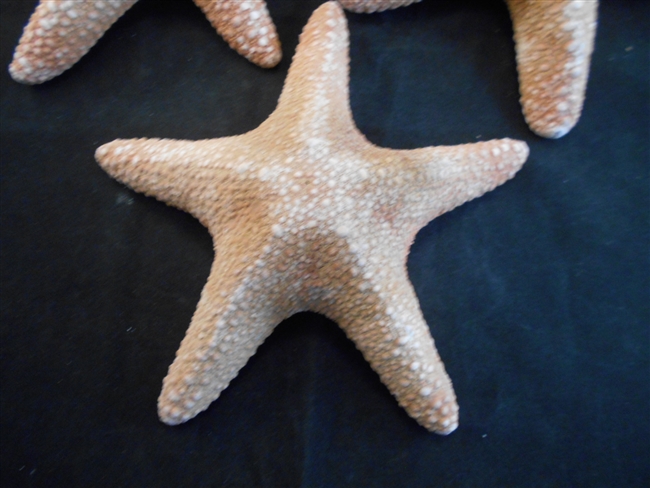 Large Jungle Starfish