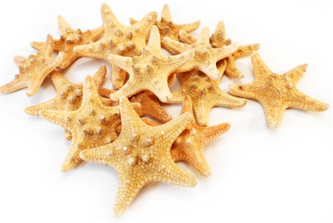 Chocolate Chip Starfish 1-2"