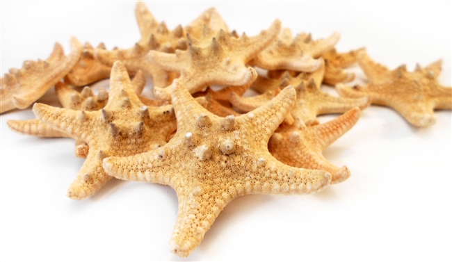 Chocolate Chip Starfish 1-2"