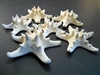 White Knobby Starfish