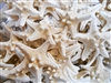 White Knobby Starfish