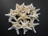 White Knobby Starfish
