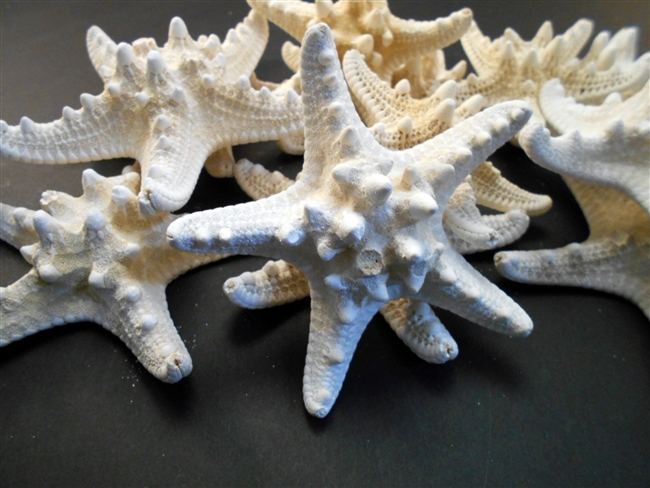 White Knobby Starfish
