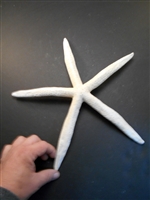 White Finger Starfish X-Large