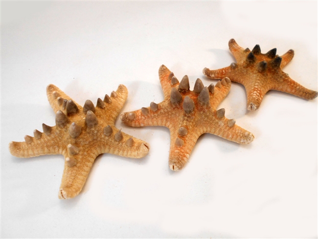 Chocolate Chip Starfish 6-7"