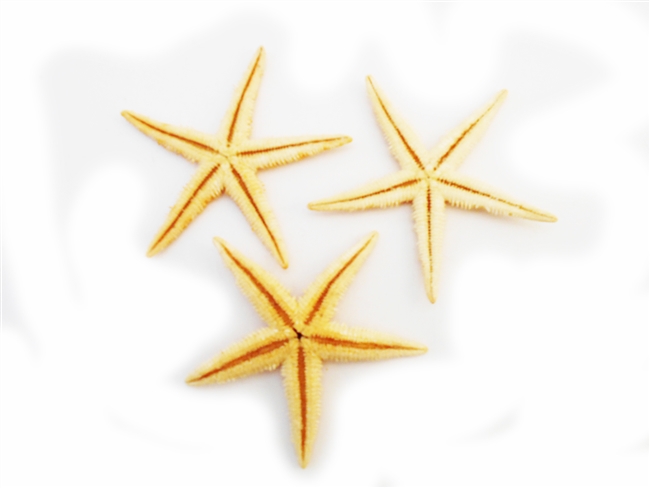 Starfish Tan Large