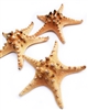XX-Large Natural Knobby Starfish 7-8" 3-pack