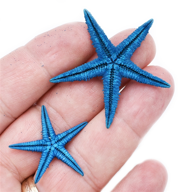 Blue Starfish Small