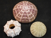 sea urchin pack 2