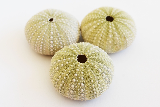 green philippine sea urchin