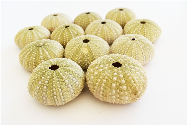 green philippine sea urchin