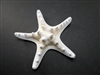 White Knobby Starfish