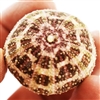 gator sea urchin