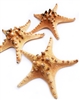 X-Large Natural Knobby Starfish 6-7"