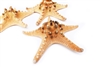 X-Large Natural Knobby Starfish 6-7" 6-pack
