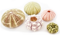 sea urchin pack 5-piece