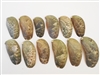 Abalone, Green (Haliotis Asinina) 2-3"  Set of 12 Free Shipping