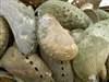 Abalone, Green (Haliotis Asinina) 2-3"  Set of 50 Free Shipping