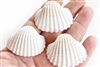 medium-large white ark shells