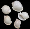 white bonnet shells