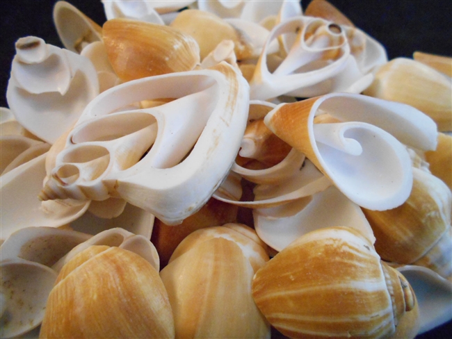 multi cut canarium shells