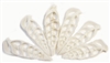 white center cut cerithiuma shells