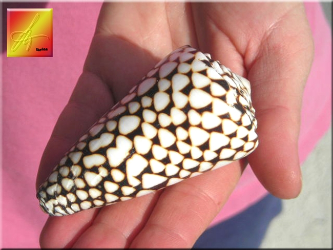 conus marmoreus