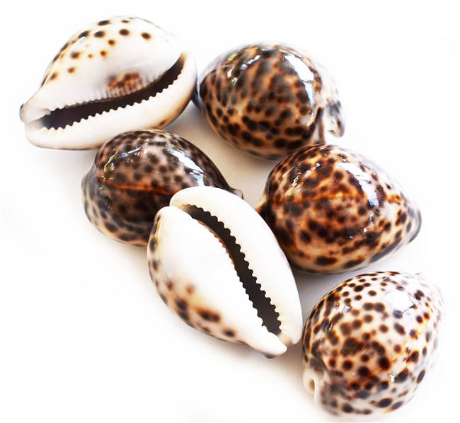 Tiger Cowrie Small