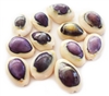 Purple Top Baby Cowrie