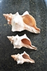 striped fox conch