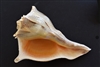 Left Handed Whelk