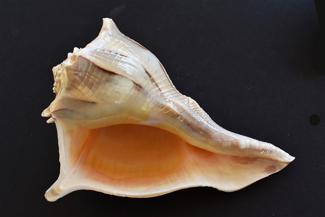 Left Handed Whelk