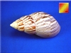 XL Japanese Land Snail