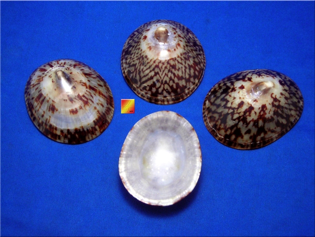 Oval Limpet