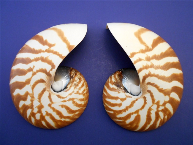 Center Cut Nautilus Shell