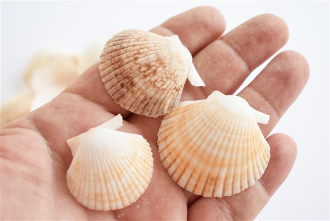 Baby Deep Scallops