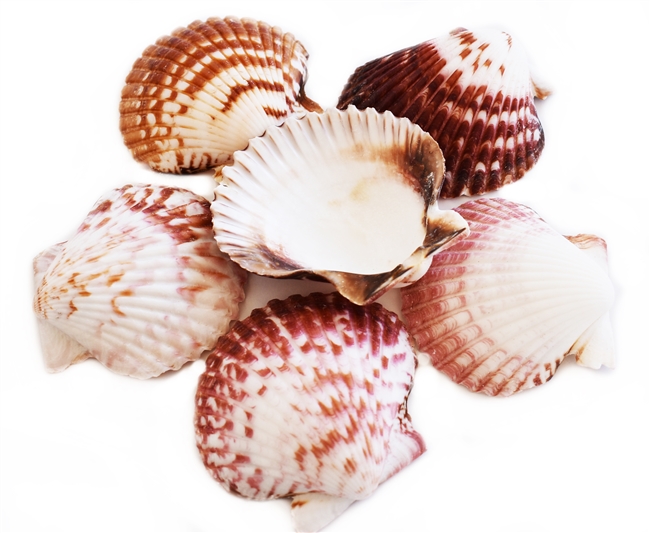 Calico Scallop Large