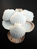 Baking Scallop Shell