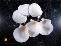 White Scallop