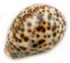 Tiger Cowrie