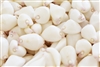 Wart Cowries