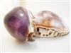 Purple Top Tiger Cowrie