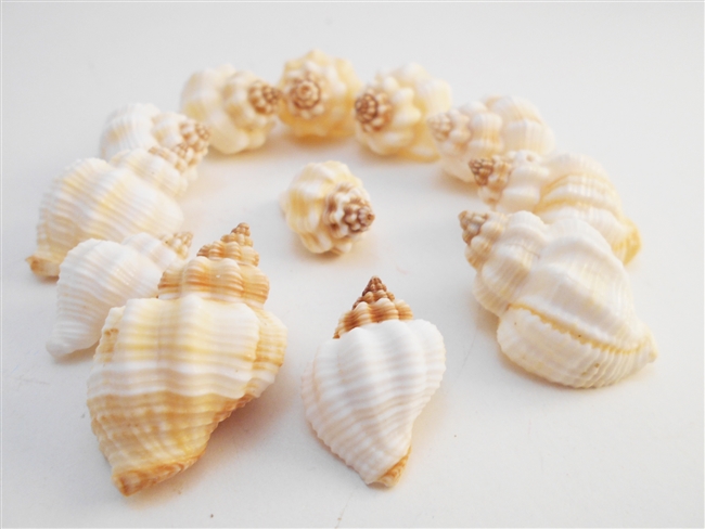 cancellaria shells