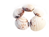 semi white clam