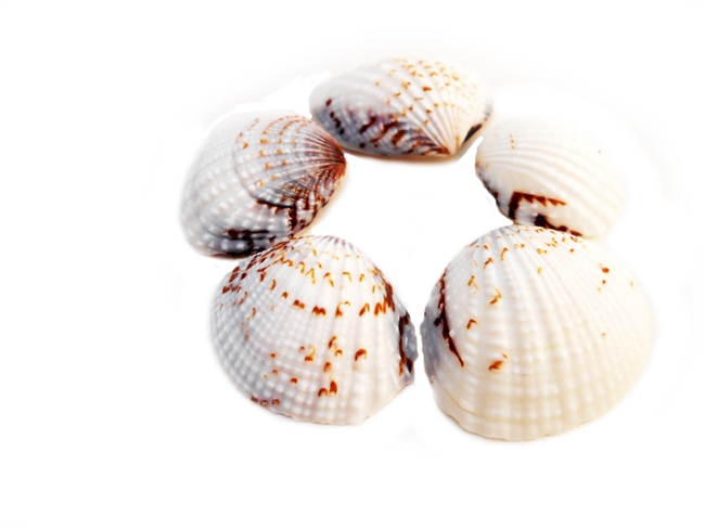 semi white clam