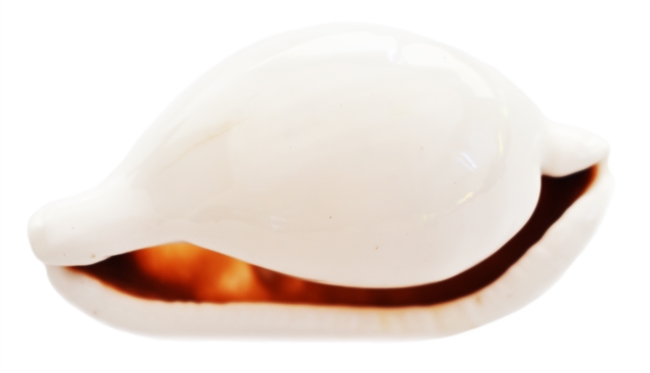 Egg Cowrie