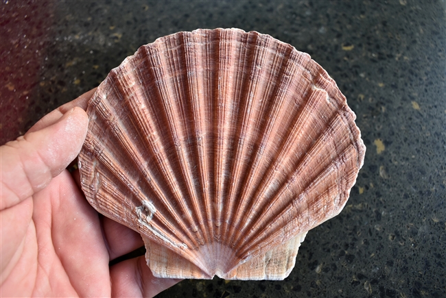 Large Irish Flat Scallops