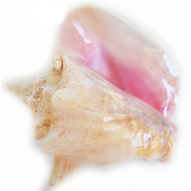 Large Pink Conch