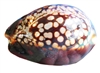 cypraea mauritiana