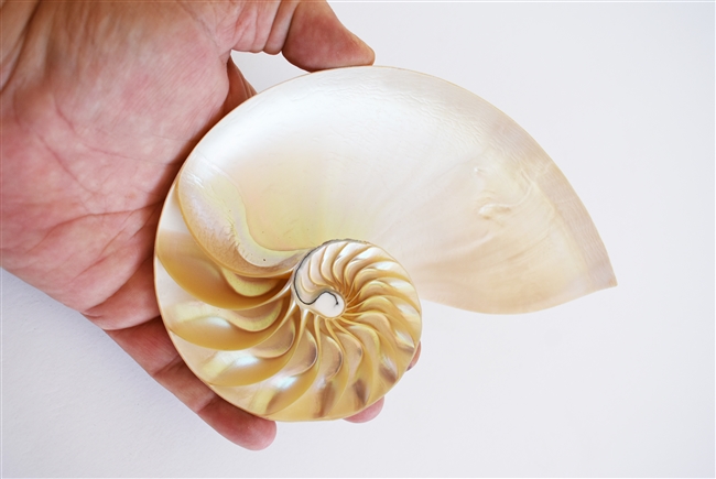 Center Cut Pearl Nautilus